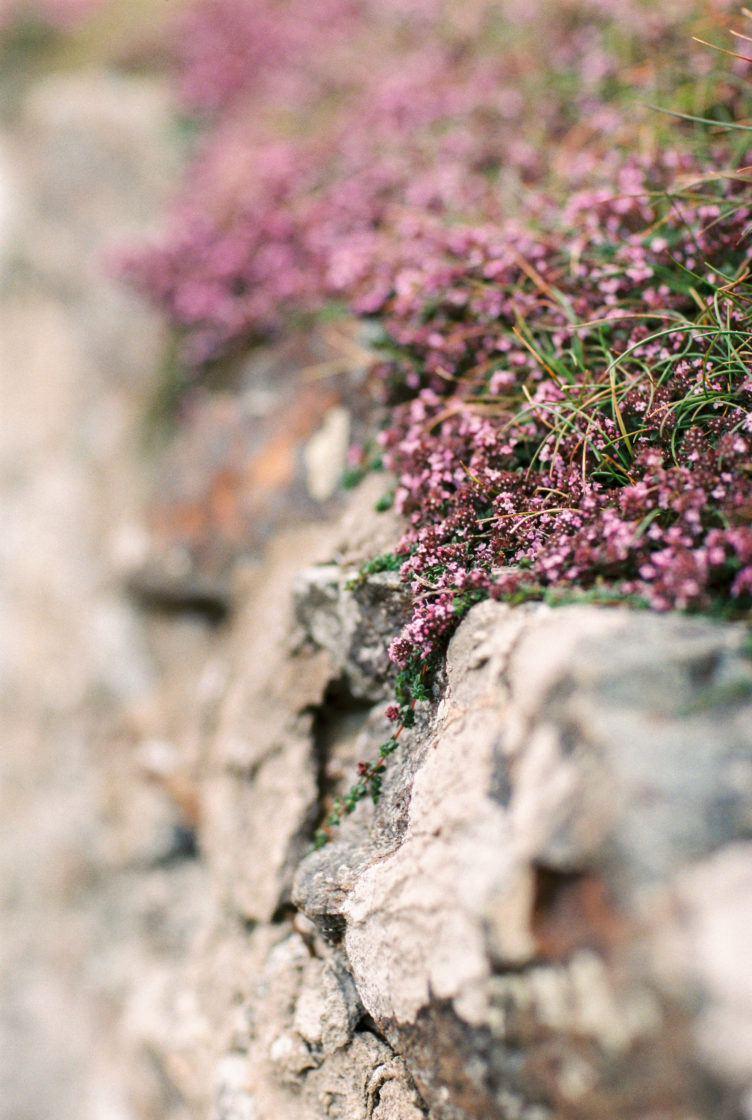 Coast flowers
