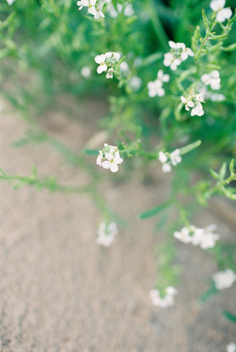 Seaside flowers